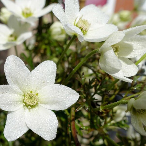 Clematis 'Joe' P9/C1