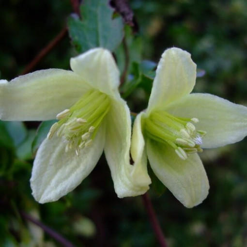 Clematis Cirrhosa 'Wisley Cream' P9/C1