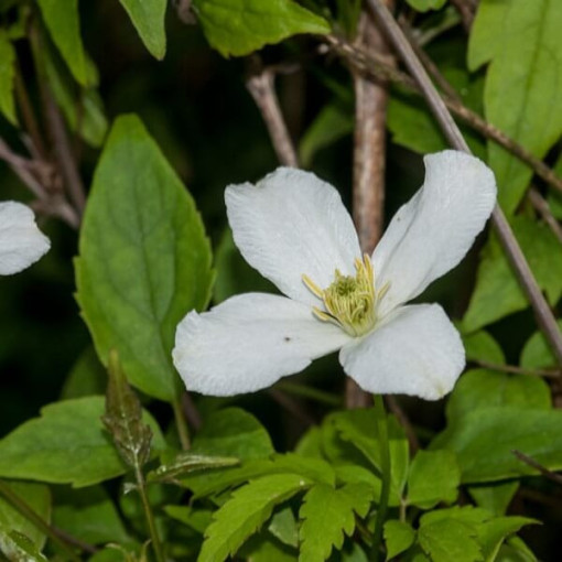 Berg Clematis Montana 'Wilsonii' P9/C1