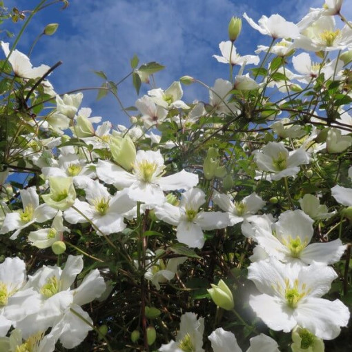 Berg Clematis Montana 'Wilsonii' P9/C1
