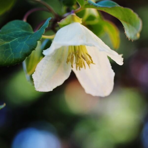 Clematis Cirrhosa 'Jingle Bells' P9/C1