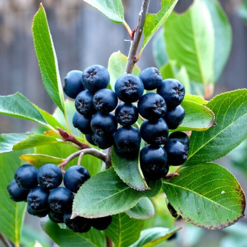 Schwarze Apfelbeere (Aronia), Topf, 2L