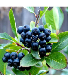 Schwarze Apfelbeere (Aronia), Topf, 2L