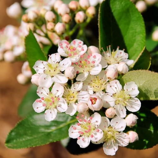 Schwarze Apfelbeere (Aronia), Topf, 2L