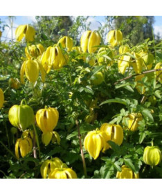 Botanischer Clematis 'Bill Mackenzie' 2L Topf.