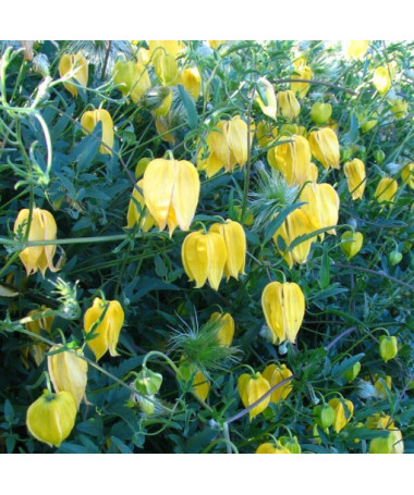 Botanischer Clematis 'Bill Mackenzie' 2L Topf.
