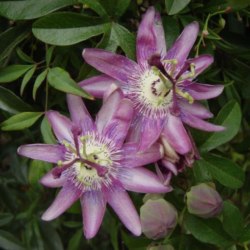 Passionsblume (Passiflora) 'Violacea' Topf, 4L