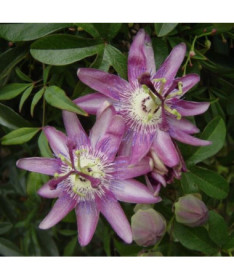 Passionsblume (Passiflora) 'Violacea' Topf, 4L