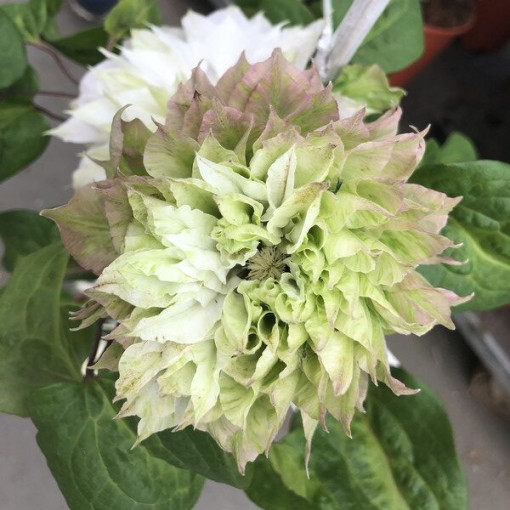 Clematis Sen-No-Kaze (Großblütig) 2L Topf