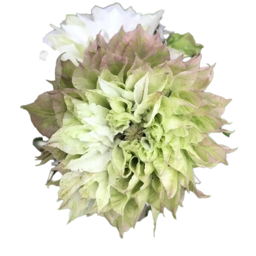 Clematis Sen-No-Kaze (Großblütig) 2L Topf