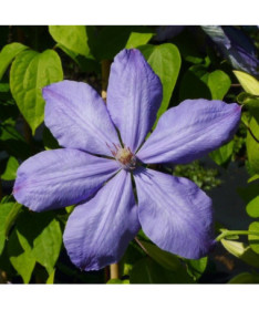 Clematis Mrs Cholmondeley (Großblütig) 2L Topf