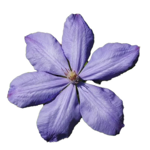 Clematis Mrs Cholmondeley (Großblütig) 2L Topf