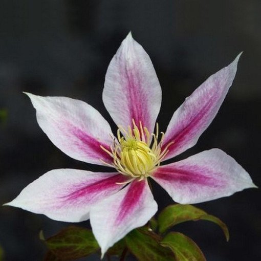 Clematis Andromeda (Großblütig) 2L Topf