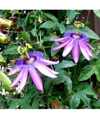 Passionsblume (Passiflora) 'Violacea' Topf, 4L