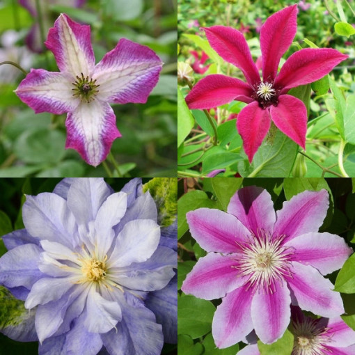 Set mit 4 Stück, Mix von unbeschrifteten Clematis P9/C1