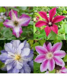 Set mit 4 Stück, Mix von unbeschrifteten Clematis P9/C1