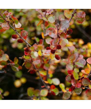 Berberis Thunbergii 'Dart's Red Lady' 2L Topf