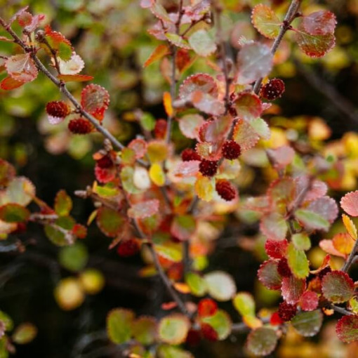 Berberis Thunbergii 'Dart's Red Lady' 2L Topf