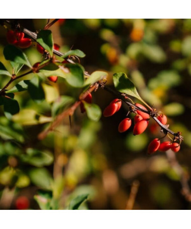 Berberis Thunbergii 'Dart's Red Lady' 2L Topf