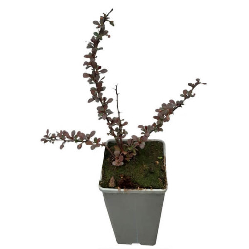 Berberis Thunbergii 'Dart's Red Lady' 2L Topf