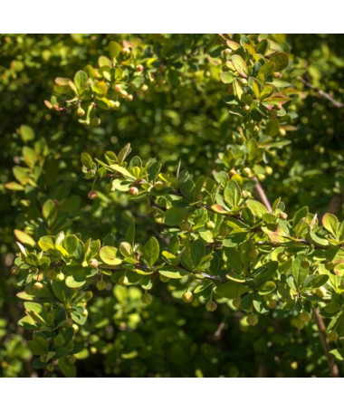 Berberis 'Green Way' Topf, 2L