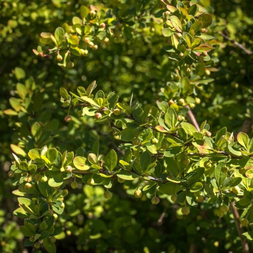 Berberis 'Green Way' Topf, 2L