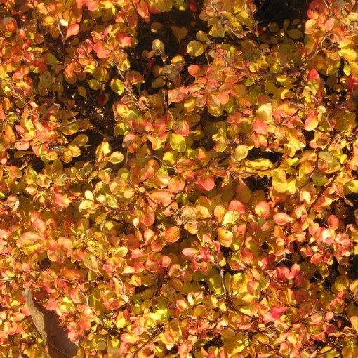 Berberis 'Green Way' Topf, 2L