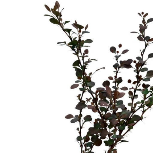 Berberis 'Green Way' Topf, 2L