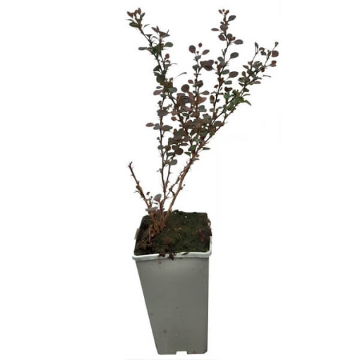 Berberis 'Green Way' Topf, 2L