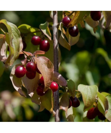 Eschenfrucht essbar Topf, 2L
