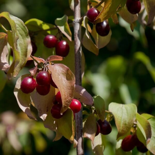Eschenfrucht essbar Topf, 2L