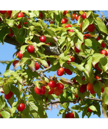 Eschenfrucht essbar Topf, 2L