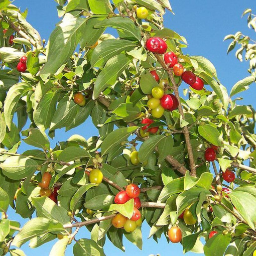 Eschenfrucht essbar Topf, 2L