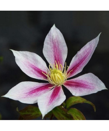 Clematis Andromeda (großblumig) P9/C1