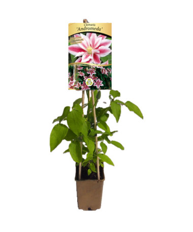 Clematis Andromeda (großblumig) P9/C1