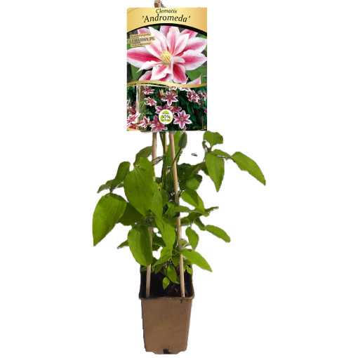 Clematis Andromeda (großblumig) P9/C1