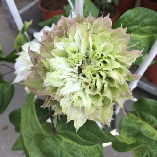 Clematis Sen-No-Kaze (großblumig) P9/C1