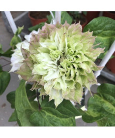 Clematis Sen-No-Kaze (großblumig) P9/C1