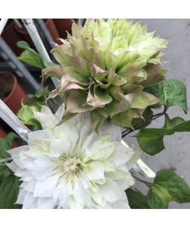 Clematis Sen-No-Kaze (großblumig) P9/C1