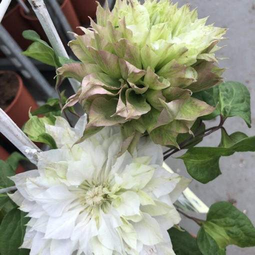 Clematis Sen-No-Kaze (großblumig) P9/C1