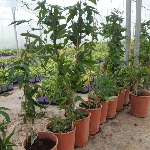 Passionsblume (Passiflora) 'Violacea' Topf, 4L