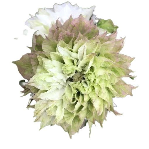 Clematis Sen-No-Kaze (großblumig) P9/C1