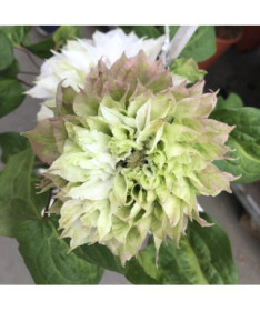 Clematis Sen-No-Kaze (großblumig) 4L-Behälter