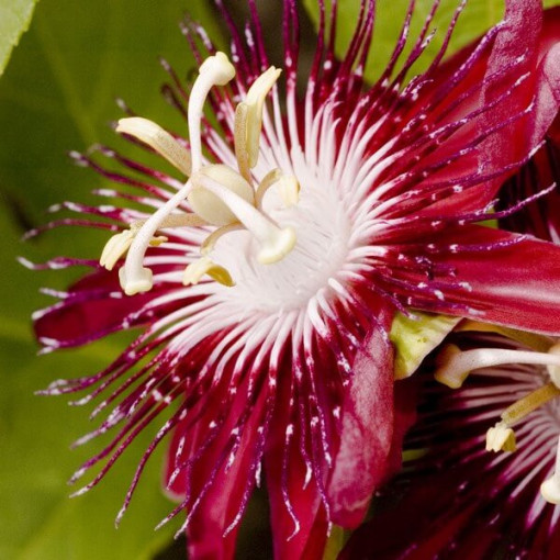 Passionsblume (Passiflora) 'Victoria' Topf, 4L