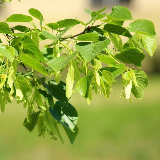 Linde (Tilia cordata) 2L-Behälter