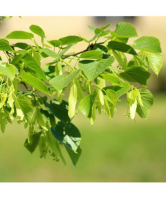 Linde (Tilia cordata) 2L-Behälter