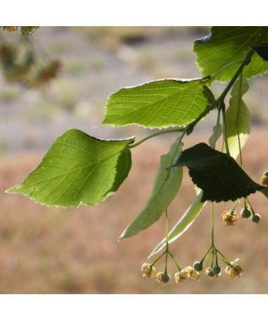 Linde (Tilia cordata) 2L-Behälter