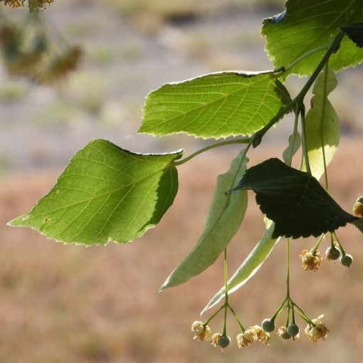 Linde (Tilia cordata) 2L-Behälter