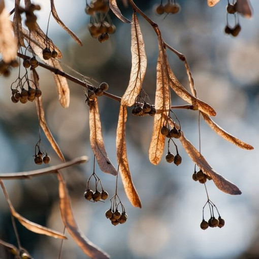 Linde (Tilia cordata) 2L-Behälter