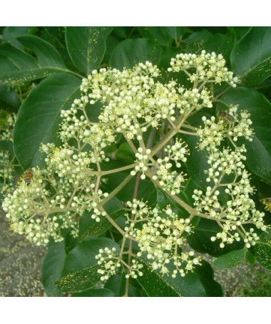 Samt-Evodia (Evodia suaveolens) 2L-Behälter